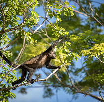 The Wildlife Sanctuary Refuge